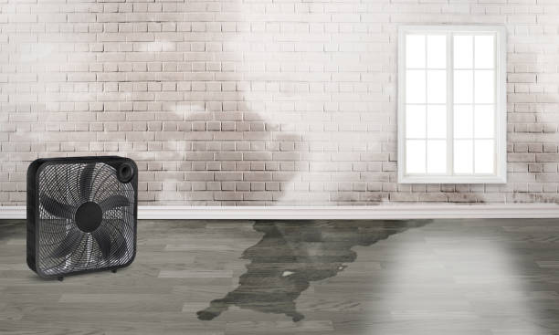 Best Mold removal after water damage  in Weston, WV